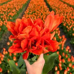 Flowerbulbs amsterdam Medium Tulip Mix - Duurzame voordeelzak, 50 bloembollen voor 1 m2 bloemenpracht - Maat 12+ (8720938490859)
