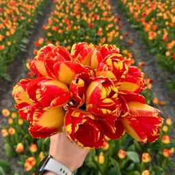 Flowerbulbs amsterdam Medium Tulip Mix - Duurzame voordeelzak, 50 bloembollen voor 1 m2 bloemenpracht - Maat 12+ (8720938490859)