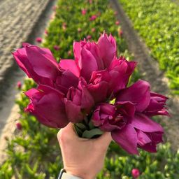 Flowerbulbs amsterdam Super Tulip Mix - Duurzame voordeelzak, 100 bloembollen voor 2,5 m2 bloemenpracht - Maat 12+ (8720938490866)