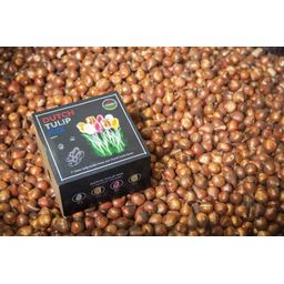 Flowerbulbs amsterdam Dutch Tulip Mix - Luxe box medium, 40 bloembollen voor 1 m2 bloemenpracht - Maat 12+ (8720938490163)