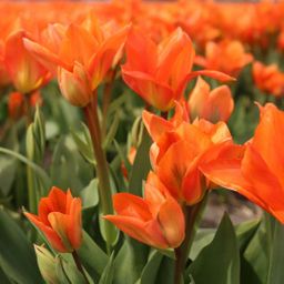 Flowerbulbs amsterdam Dutch Tulip Mix - Luxe box medium, 40 bloembollen voor 1 m2 bloemenpracht - Maat 12+ (8720938490163)