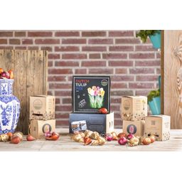 Flowerbulbs amsterdam Dutch Tulip Mix - Luxe box medium, 40 bloembollen voor 1 m2 bloemenpracht - Maat 12+ (8720938490163)