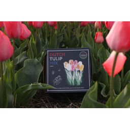 Flowerbulbs amsterdam Dutch Tulip Mix - Luxe box medium, 40 bloembollen voor 1 m2 bloemenpracht - Maat 12+ (8720938490163)