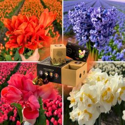 Flowerbulbs amsterdam Dutch Flower Mix - Luxe box medium, 40 bloembollen voor 1 m2 bloemenpracht - Maat 12+ (8720938490170)