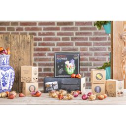 Flowerbulbs amsterdam Dutch Flower Mix - Luxe box medium, 40 bloembollen voor 1 m2 bloemenpracht - Maat 12+ (8720938490170)