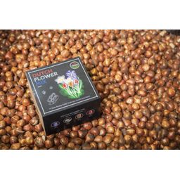 Flowerbulbs amsterdam Dutch Flower Mix - Luxe box medium, 40 bloembollen voor 1 m2 bloemenpracht - Maat 12+ (8720938490170)