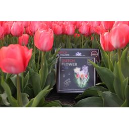 Flowerbulbs amsterdam Dutch Flower Mix - Luxe box medium, 40 bloembollen voor 1 m2 bloemenpracht - Maat 12+ (8720938490170)