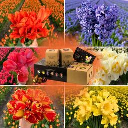 Flowerbulbs amsterdam Dutch Flower Mix - Luxe box large, 75 bloembollen voor 2 m2 bloemenpracht - Maat 12+ (8720938490194)