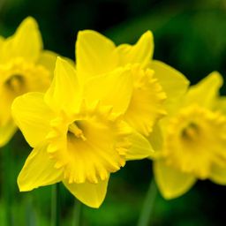 Flowerbulbs amsterdam Dutch Flower Mix - Luxe box large, 75 bloembollen voor 2 m2 bloemenpracht - Maat 12+ (8720938490194)
