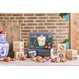 Flowerbulbs amsterdam Dutch Flower Mix - Luxe box large, 75 bloembollen voor 2 m2 bloemenpracht - Maat 12+ (8720938490194)