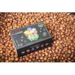 Flowerbulbs amsterdam Dutch Flower Mix - Luxe box large, 75 bloembollen voor 2 m2 bloemenpracht - Maat 12+ (8720938490194)