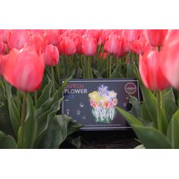 Flowerbulbs amsterdam Dutch Flower Mix - Luxe box large, 75 bloembollen voor 2 m2 bloemenpracht - Maat 12+ (8720938490194)