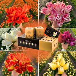 Flowerbulbs amsterdam Dutch Tulip Mix - Luxe box large, 90 bloembollen voor 2,5 m2 bloemenpracht - Maat 12+ (8720938490187)