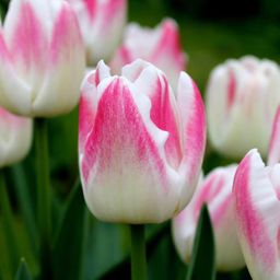 Flowerbulbs amsterdam Dutch Tulip Mix - Luxe box large, 90 bloembollen voor 2,5 m2 bloemenpracht - Maat 12+ (8720938490187)