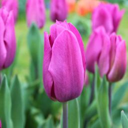 Flowerbulbs amsterdam Dutch Tulip Mix - Luxe box large, 90 bloembollen voor 2,5 m2 bloemenpracht - Maat 12+ (8720938490187)