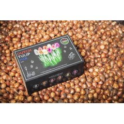 Flowerbulbs amsterdam Dutch Tulip Mix - Luxe box large, 90 bloembollen voor 2,5 m2 bloemenpracht - Maat 12+ (8720938490187)