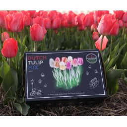 Flowerbulbs amsterdam Dutch Tulip Mix - Luxe box large, 90 bloembollen voor 2,5 m2 bloemenpracht - Maat 12+ (8720938490187)