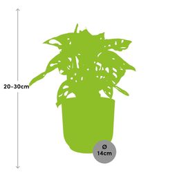 Monstera ‘Monkey Leaf’ in ELHO Vibes Fold 14cm roze (21728)