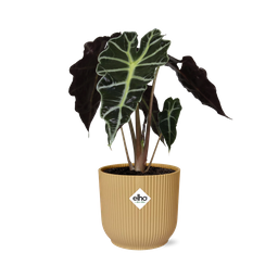 Alocasia ‘Polly’ in ELHO Vibes Fold 14cm geel (21703)