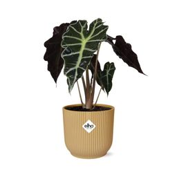 Alocasia ‘Polly’ in ELHO Vibes Fold 14cm geel (21703)
