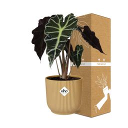 Alocasia ‘Polly’ in ELHO Vibes Fold 14cm geel (21703)
