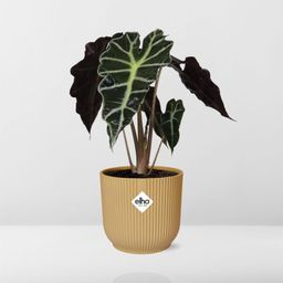 Alocasia ‘Polly’ in ELHO Vibes Fold 14cm geel (21703)