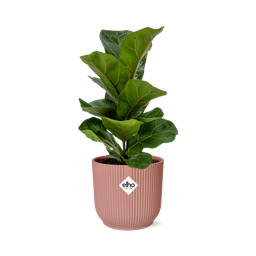 Ficus Lyrata ‘Bambino’ in ELHO Vibes Fold 14cm roze (21734)