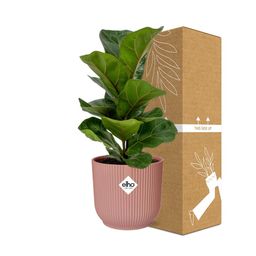 Ficus Lyrata ‘Bambino’ in ELHO Vibes Fold 14cm roze (21734)