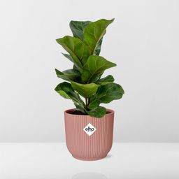 Ficus Lyrata ‘Bambino’ in ELHO Vibes Fold 14cm roze (21734)