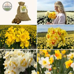 Flowerbulbs amsterdam Medium Narcissus Mix - Duurzame voordeelzak, 50 bloembollen voor 1 m2 bloemenpracht - Maat 12/14 (8720938490873)
