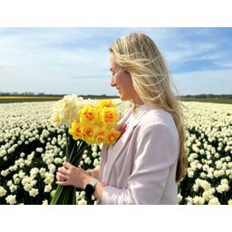 Flowerbulbs amsterdam Medium Narcissus Mix - Duurzame voordeelzak, 50 bloembollen voor 1 m2 bloemenpracht - Maat 12/14 (8720938490873)
