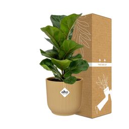 Ficus Lyrata ‘Bambino’ in ELHO Vibes Fold 14cm geel (21699)