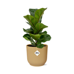 Ficus Lyrata ‘Bambino’ in ELHO Vibes Fold 14cm geel (21699)