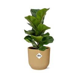 Ficus Lyrata ‘Bambino’ in ELHO Vibes Fold 14cm geel (21699)