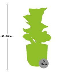 Ficus Lyrata ‘Bambino’ in ELHO Vibes Fold 14cm geel (21699)