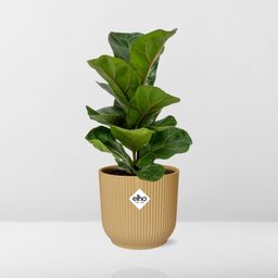 Ficus Lyrata ‘Bambino’ in ELHO Vibes Fold 14cm geel (21699)