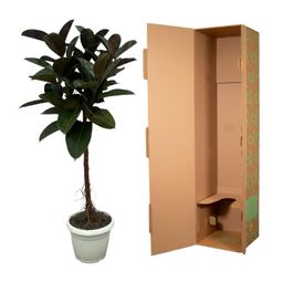 Ficus Elastica Robusta stam - 130 cm - Ø24cm (8721081685345)