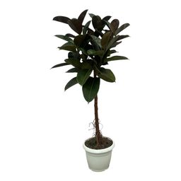 Ficus Elastica Robusta stam - 130 cm - Ø24cm (8721081685345)
