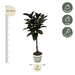 Ficus Elastica Robusta stam - 130 cm - Ø24cm (8721081685345)