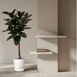 Ficus Elastica Robusta stam - 130 cm - Ø24cm (8721081685345)