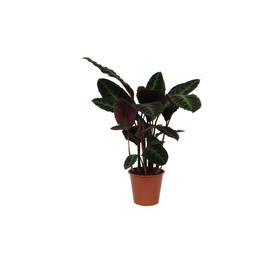 Calathea Warscewiczii - 100 cm - Ø21cm (8721081685789)