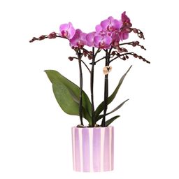 paarse phalaenopsis orchidee Vienna + Painted Stripe pot lila (8785279223108)