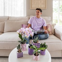 Paarse phalaenopsis orchidee El Salvador + Mosa sierpot lila (8785279223320)