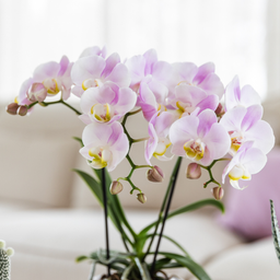 roze phalaenopsis orchidee Portugal + Mosa sierpot roze (8785279223283)