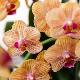 oranje Phalaenopsis orchidee - Jamaica + Painted Stripe pot oranje (8785279223047)