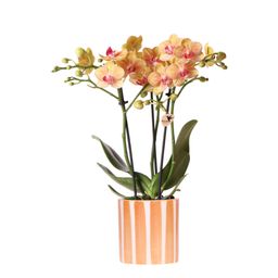oranje Phalaenopsis orchidee - Jamaica + Painted Stripe pot oranje (8785279223047)