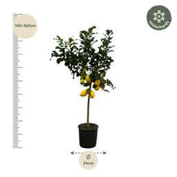 Citrus Lemon (Citroenboom) - 150 cm - Ø24cm (8721081685376)
