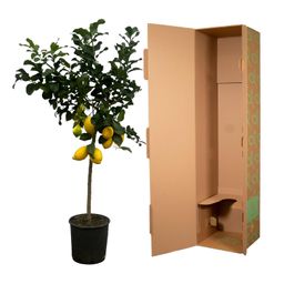 Citrus Lemon (Citroenboom) - 150 cm - Ø24cm (8721081685376)
