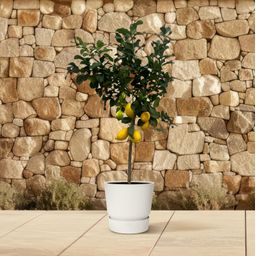 Citrus Lemon (Citroenboom) - 150 cm - Ø24cm (8721081685376)