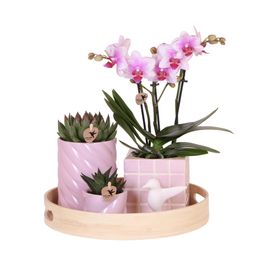 Gift set Colourful Optimism | Plantenset met roze Phalaenopsis Orchidee en Succulenten incl. keramieken sierpotten (8785279223672)